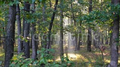 秋天一个雾蒙蒙的早晨，阳光从树上洒下
